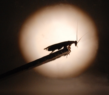 Cockroach_spotlight
