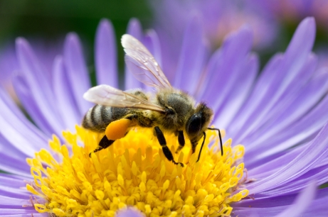 honeybee-flower1